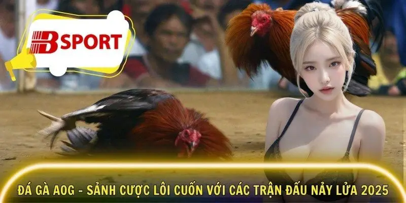 Đá gà AOG - Sảnh Cược Lôi Cuốn Với Các Trận Đấu Nảy Lửa 2025